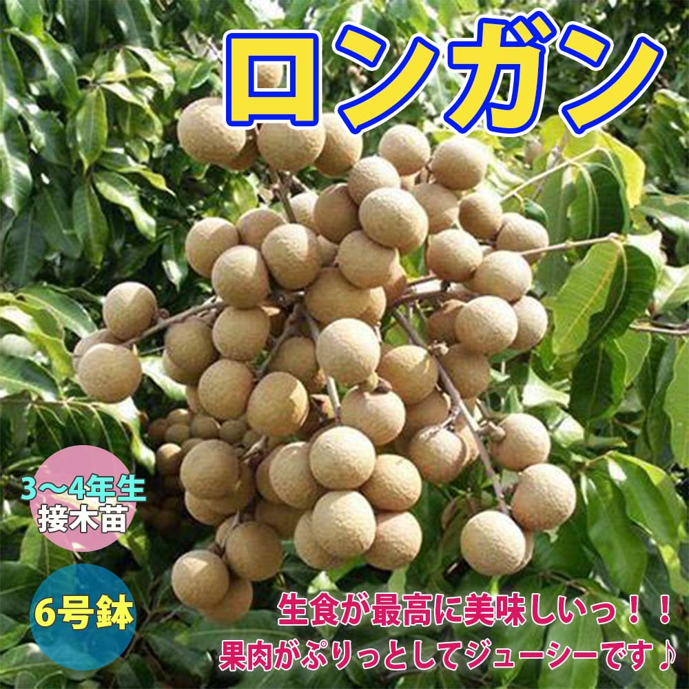 リュウガン　取木　タイウェン　　ロンガン　ライチ　レイシ ロンガン(竜眼・リュウガン)の苗木【果樹苗 3～4年生 接木苗