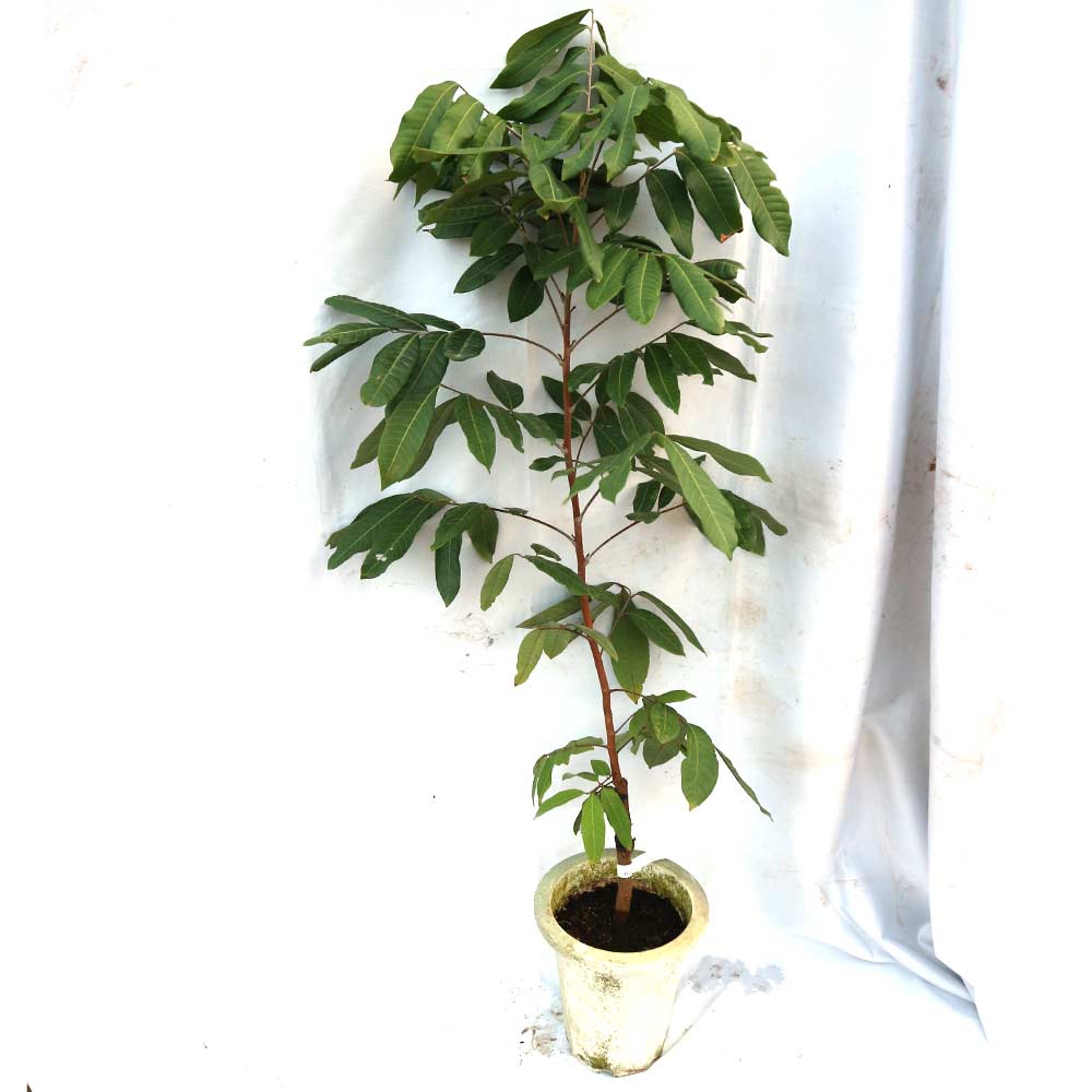 ロンガン(竜眼・リュウガン)の苗木【果樹苗 3～4年生 接木苗 18cm