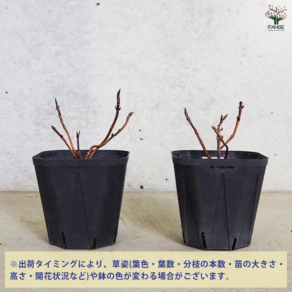 山アジサイ 綾 【花木苗 3号ポット】｜ 【植物のITANSE】全品