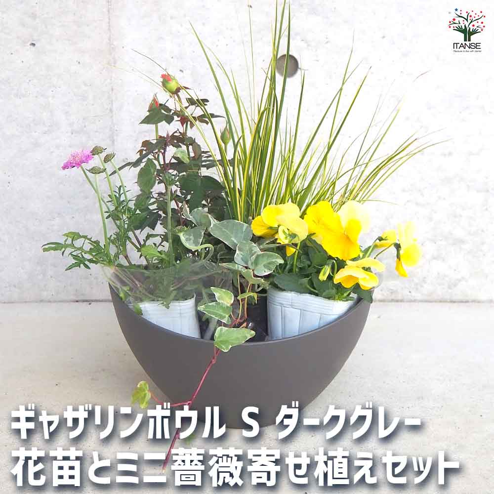 ギャザリン ボウル ダークグレー 【資材 Sサイズ 季節の花苗＆カラーリーフ寄せ植え風 投げ込みAセット】