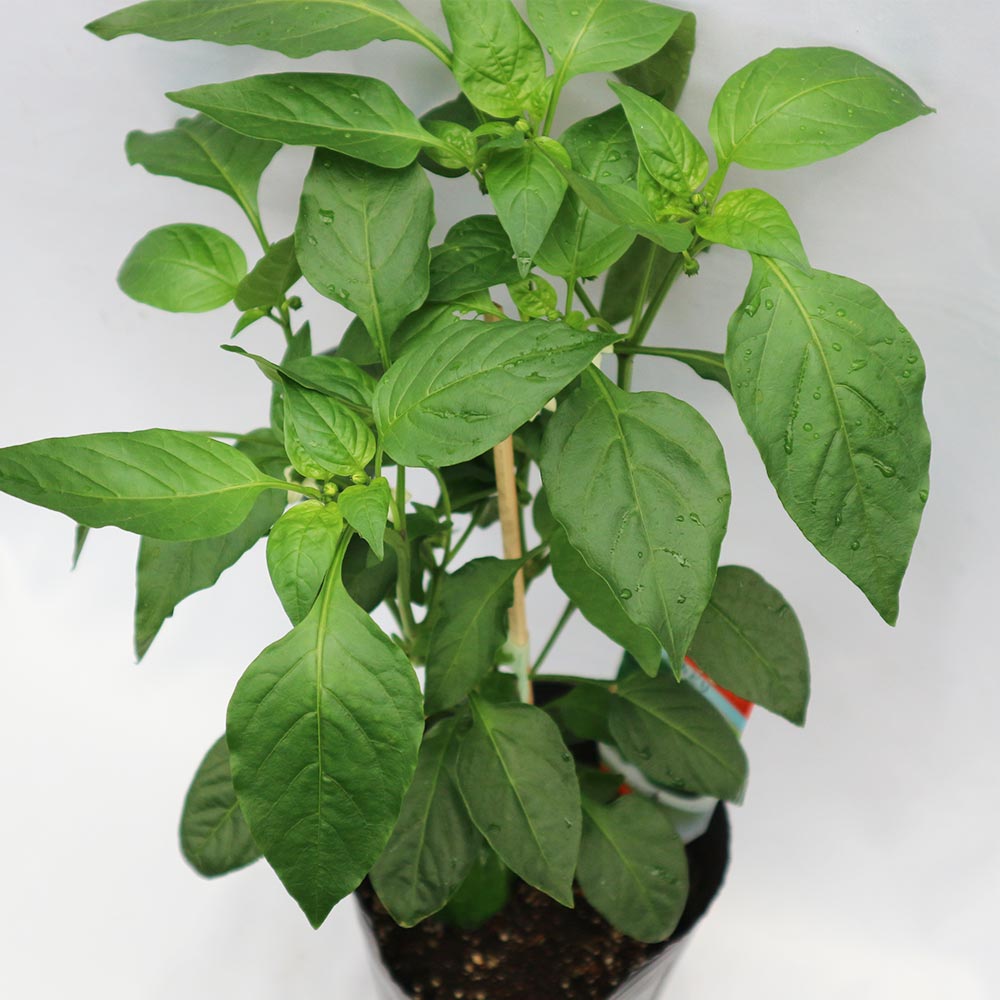 京みどりピーマン(中型種) 接ぎ木大苗【野菜苗 接木苗15cmポット／1個】