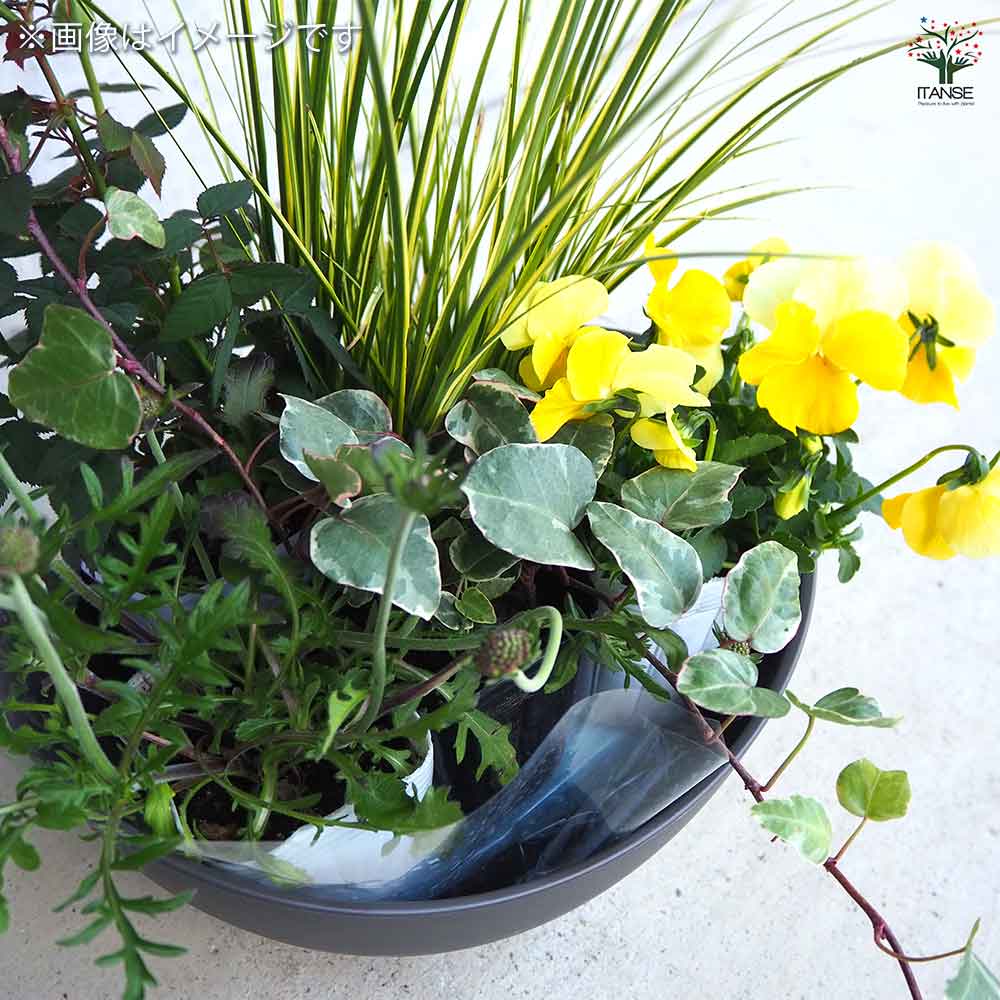 ギャザリン ボウル ダークグレー 【資材 Sサイズ 季節の花苗＆カラーリーフ寄せ植え風 投げ込みAセット】