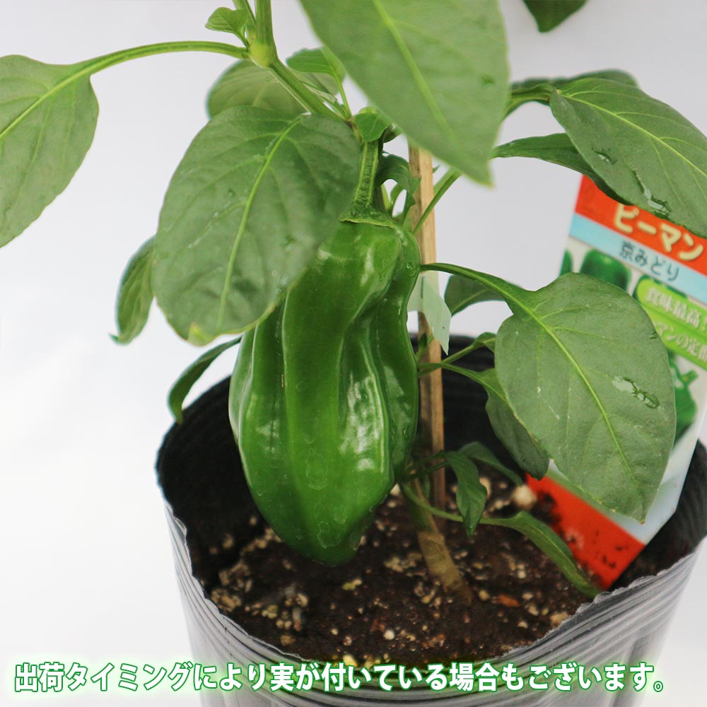 京みどりピーマン(中型種) 接ぎ木大苗【野菜苗 接木苗15cmポット／1個】