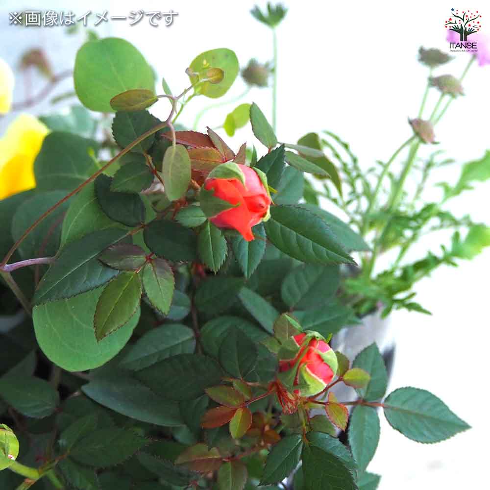 ギャザリン ボウル ダークグレー 【資材 Sサイズ 季節の花苗＆カラーリーフ寄せ植え風 投げ込みAセット】