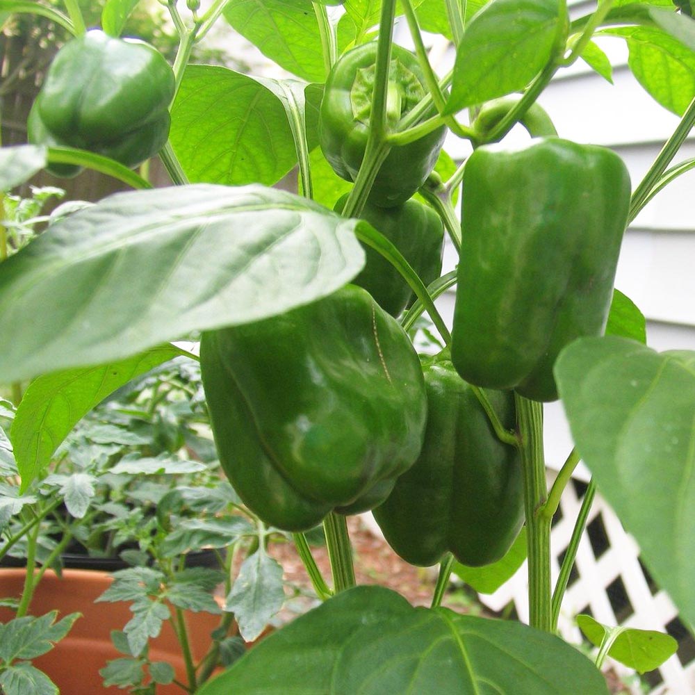 京みどりピーマン(中型種) 接ぎ木大苗【野菜苗 接木苗15cmポット／1個】