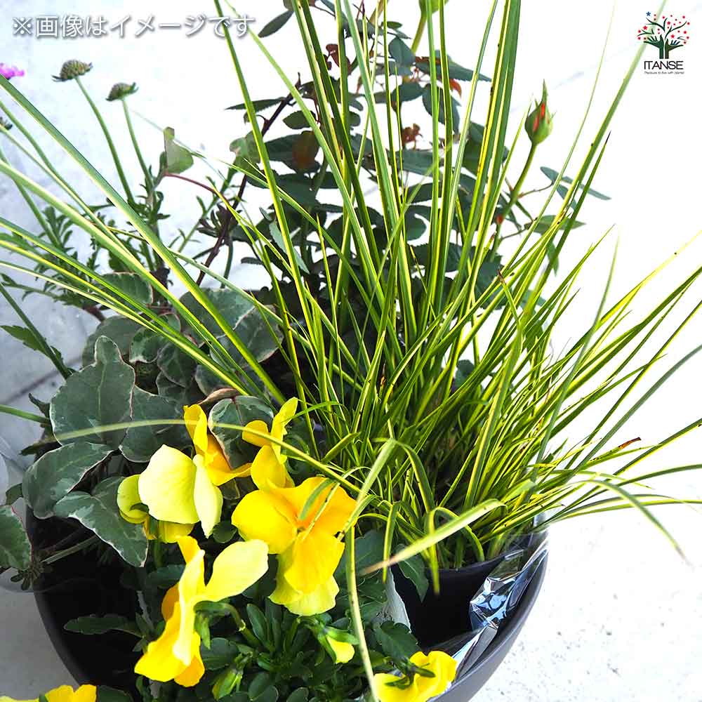 ギャザリン ボウル ダークグレー 【資材 Sサイズ 季節の花苗＆カラーリーフ寄せ植え風 投げ込みAセット】