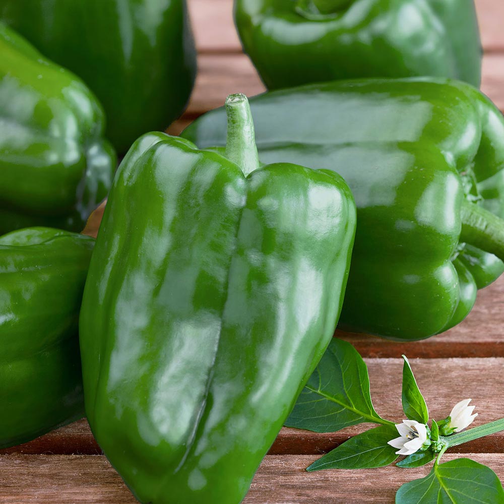 京みどりピーマン(中型種) 接ぎ木大苗【野菜苗 接木苗15cmポット／1個】