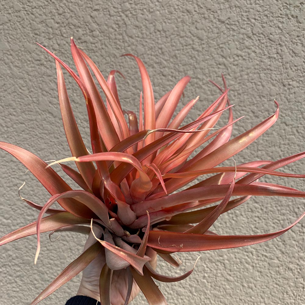 カウツキー ブラジル赤花 (tillandsia エアプランツ ティランジア