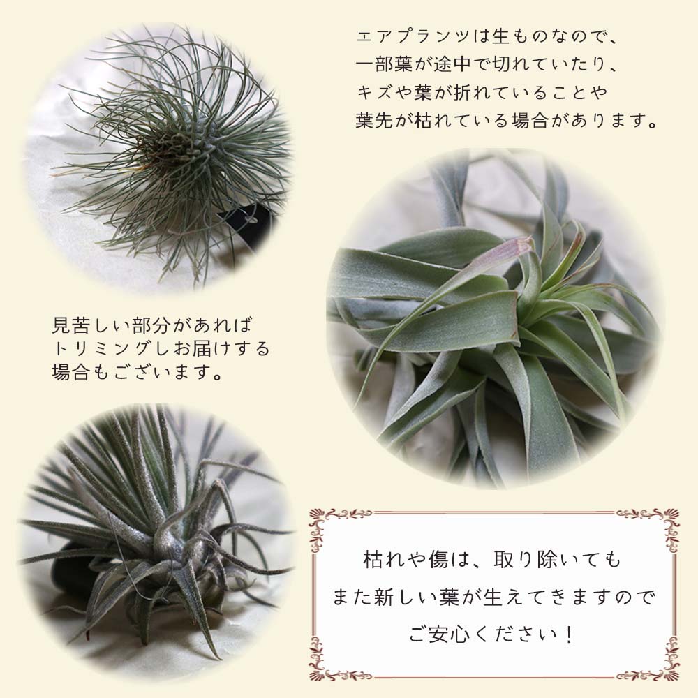 エアプランツ チランジア 巨大株 カピタータシルバーローズ エアプランツ チランジア 巨大株 カピタータシルバーローズ