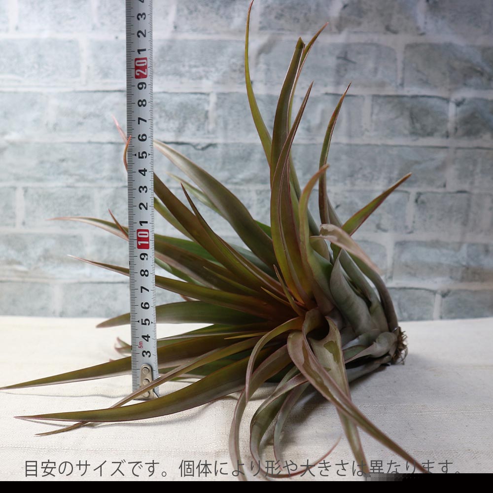 エアープランツ チランジア カピタータ レッド XLサイズ【幅約35cm×高さ約30cm XLサイズ/1個】