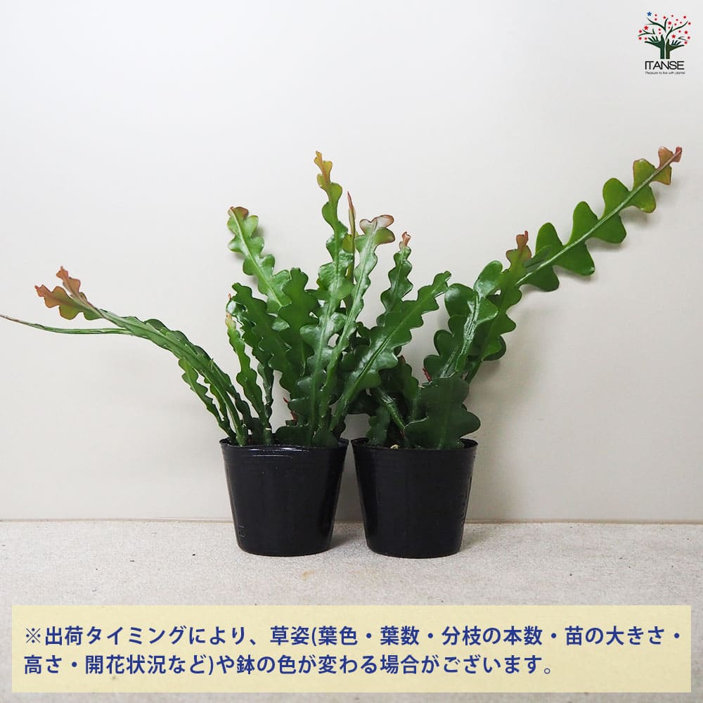 サボテン科　エピフィラム　苗　多肉植物 エピフィラム アングリガー 【多肉植物 3号ポット】｜ 【植物の