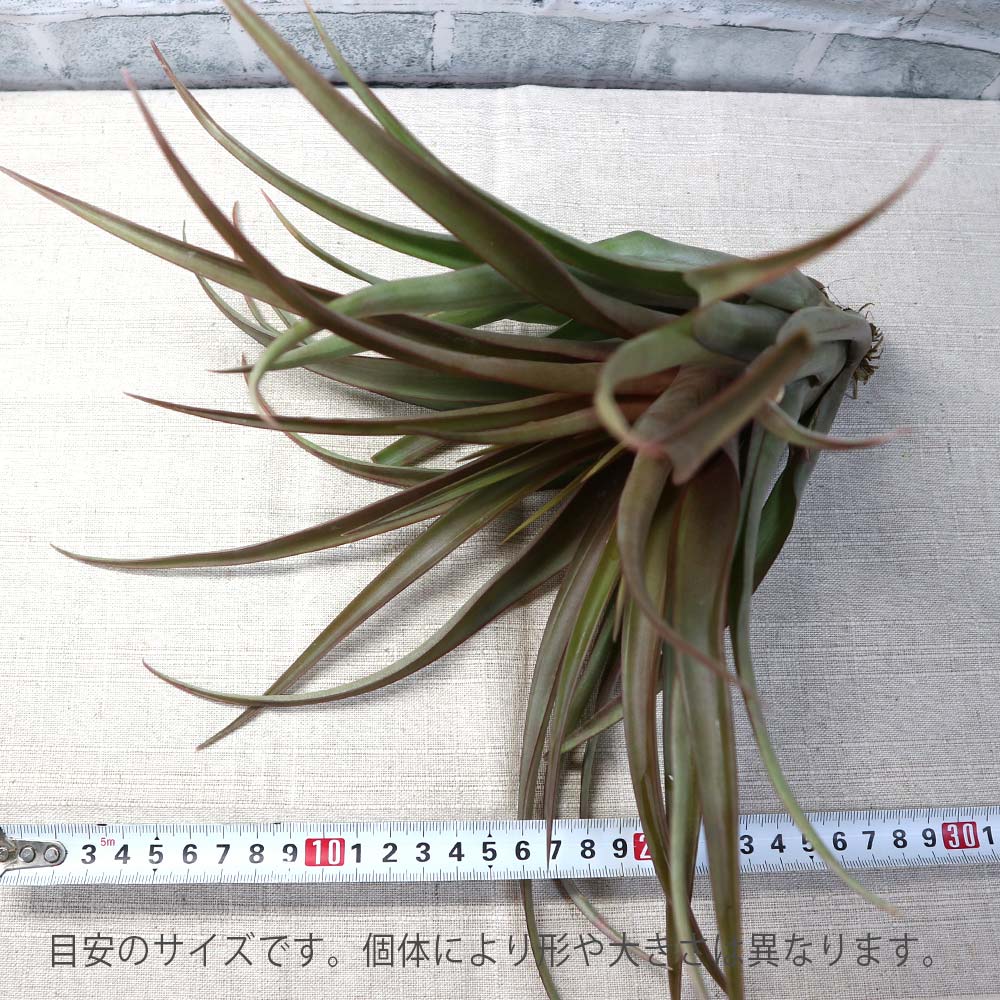 エアープランツ チランジア カピタータ レッド XLサイズ【幅約35cm×高