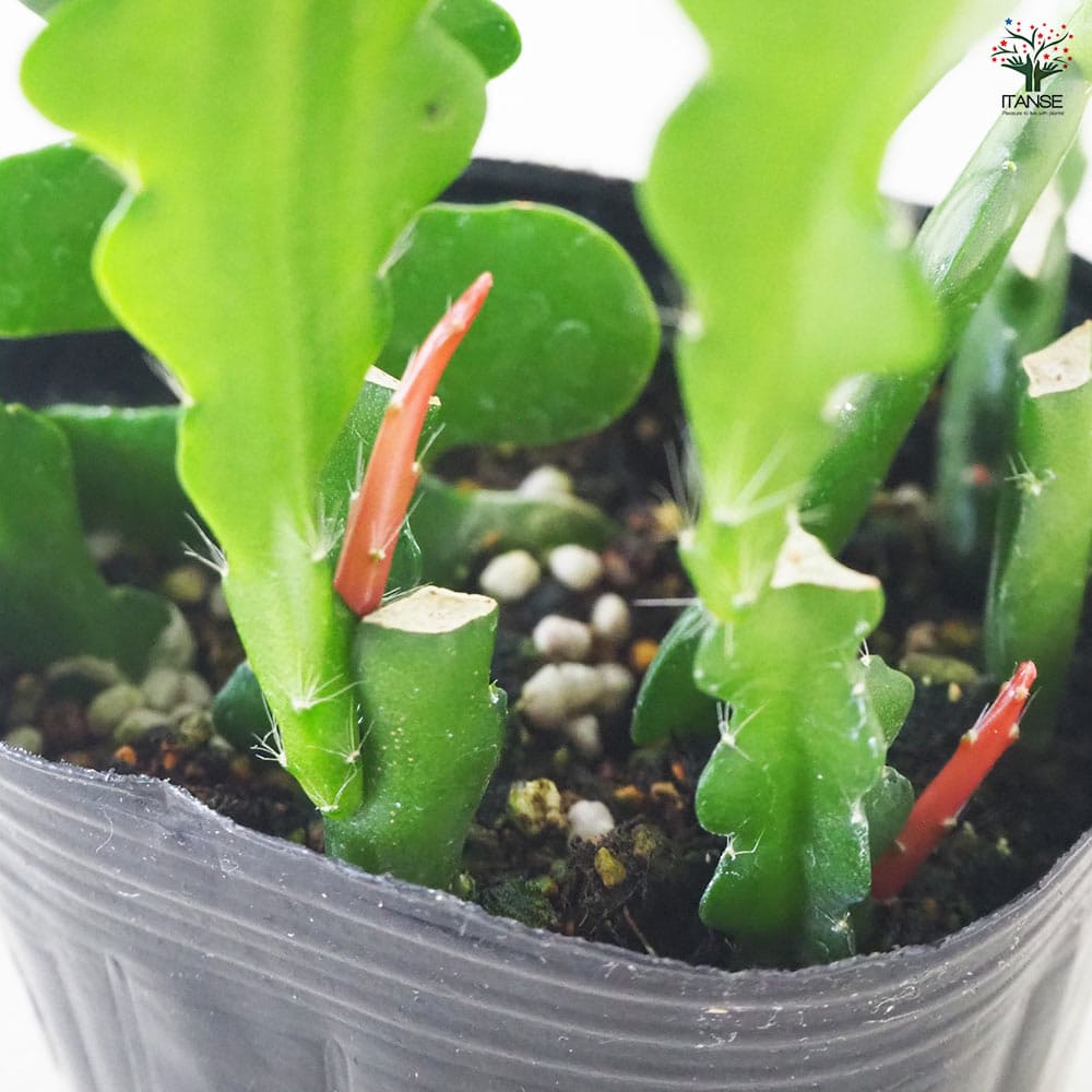 サボテン科　エピフィラム　苗　多肉植物 エピフィラム アングリガー 【多肉植物 3号ポット】｜ 【植物の