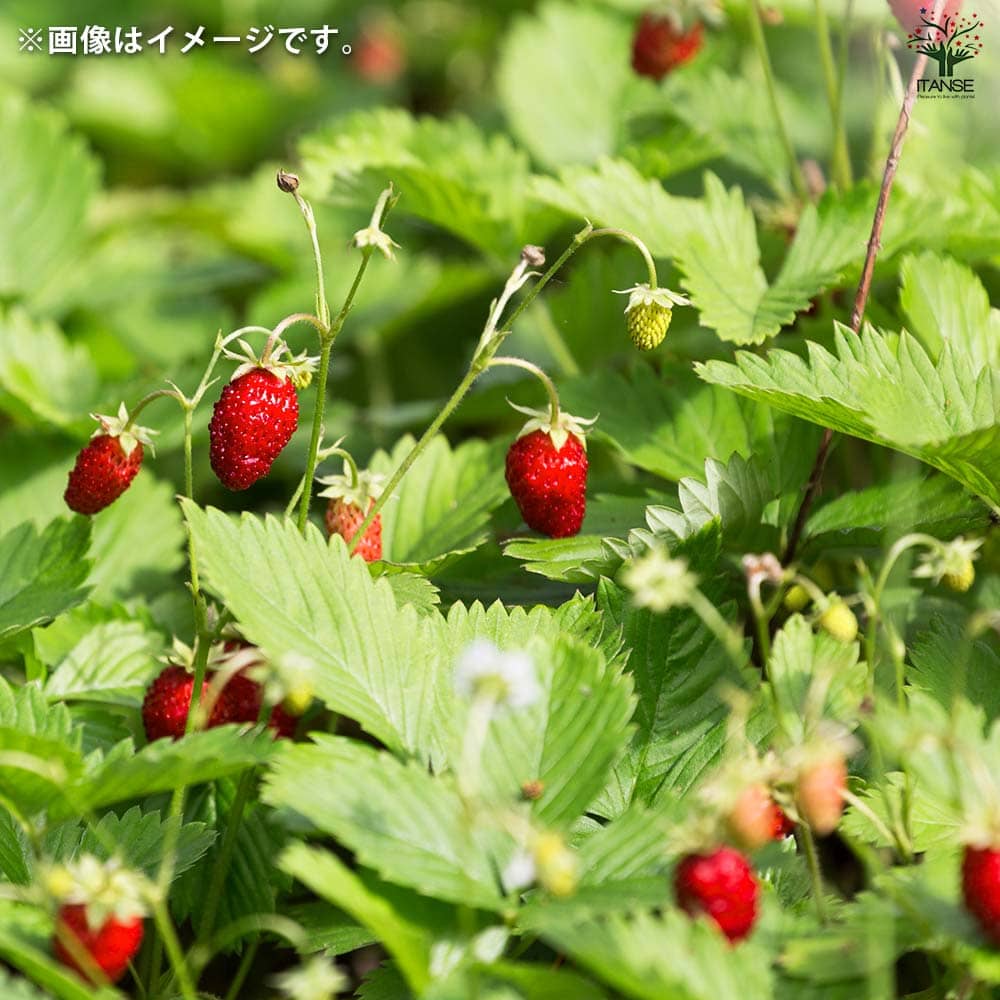栽培セット グリーンポーチ Wストロベリー 【1個売り】｜ 【植物