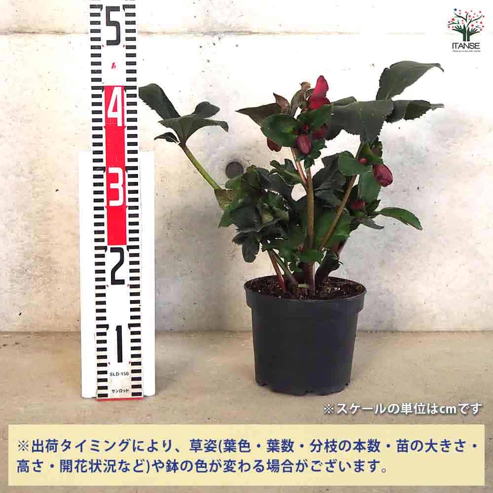 クリスマスローズ 氷の薔薇 レッド 【花苗 6号鉢／1個売り】