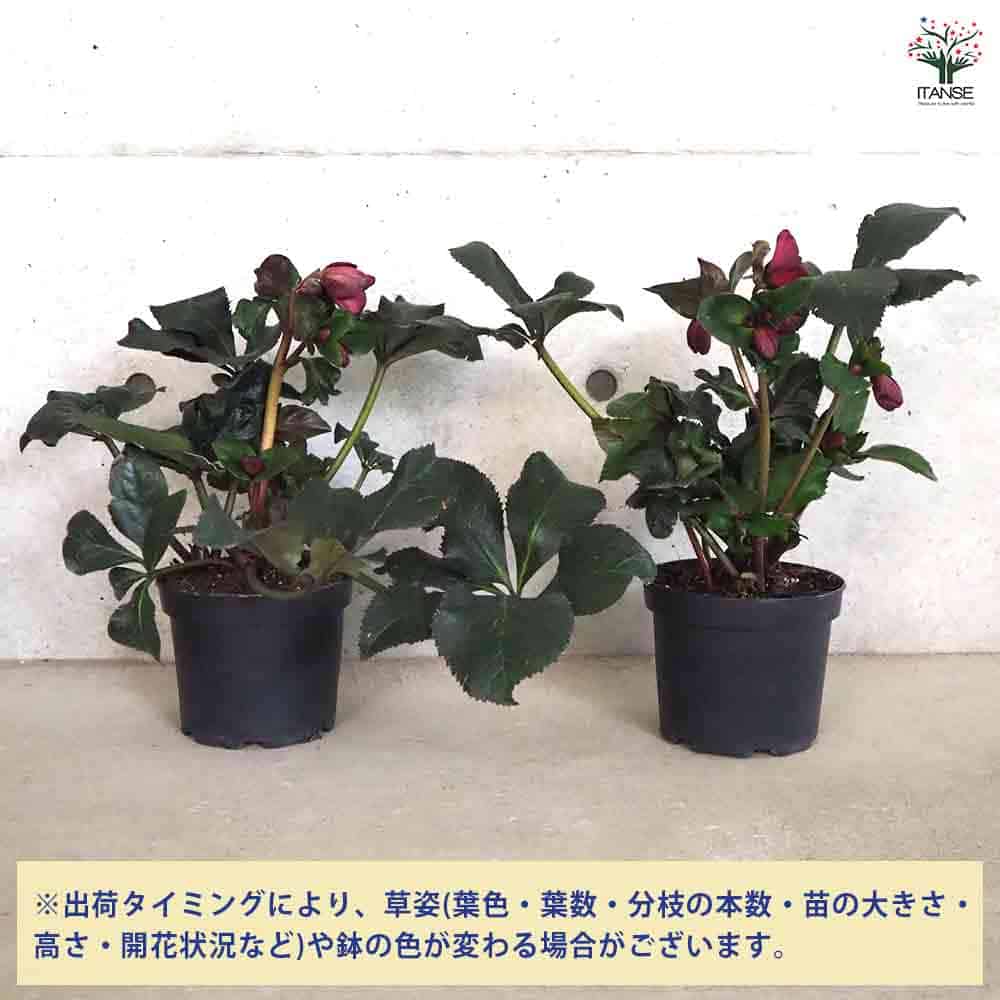 クリスマスローズ 氷の薔薇 レッド 【花苗 6号鉢／1個売り】