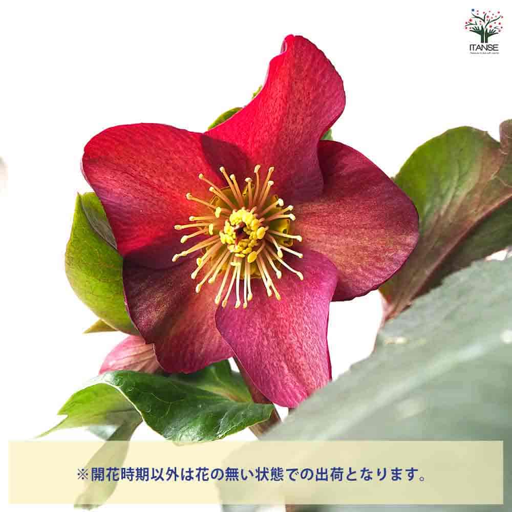 クリスマスローズ 氷の薔薇 レッド 【花苗 6号鉢／1個売り】