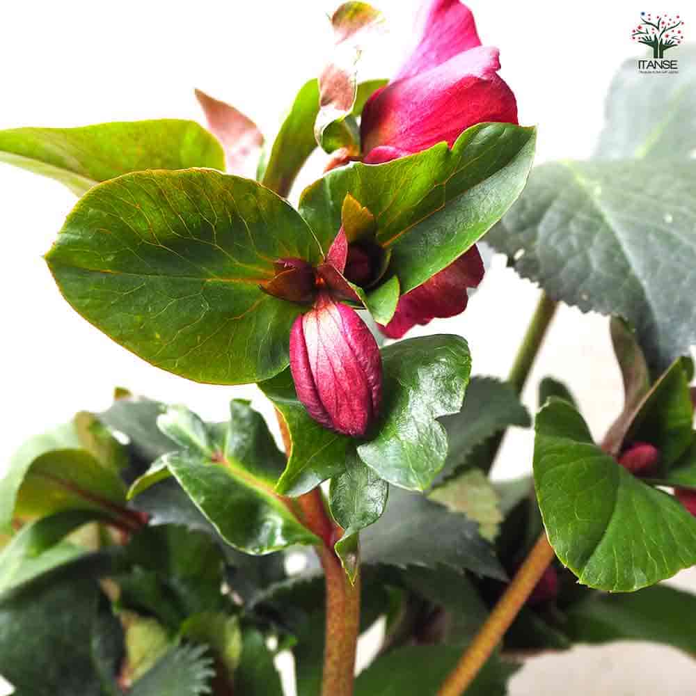 クリスマスローズ 氷の薔薇 レッド 【花苗 6号鉢／1個売り】