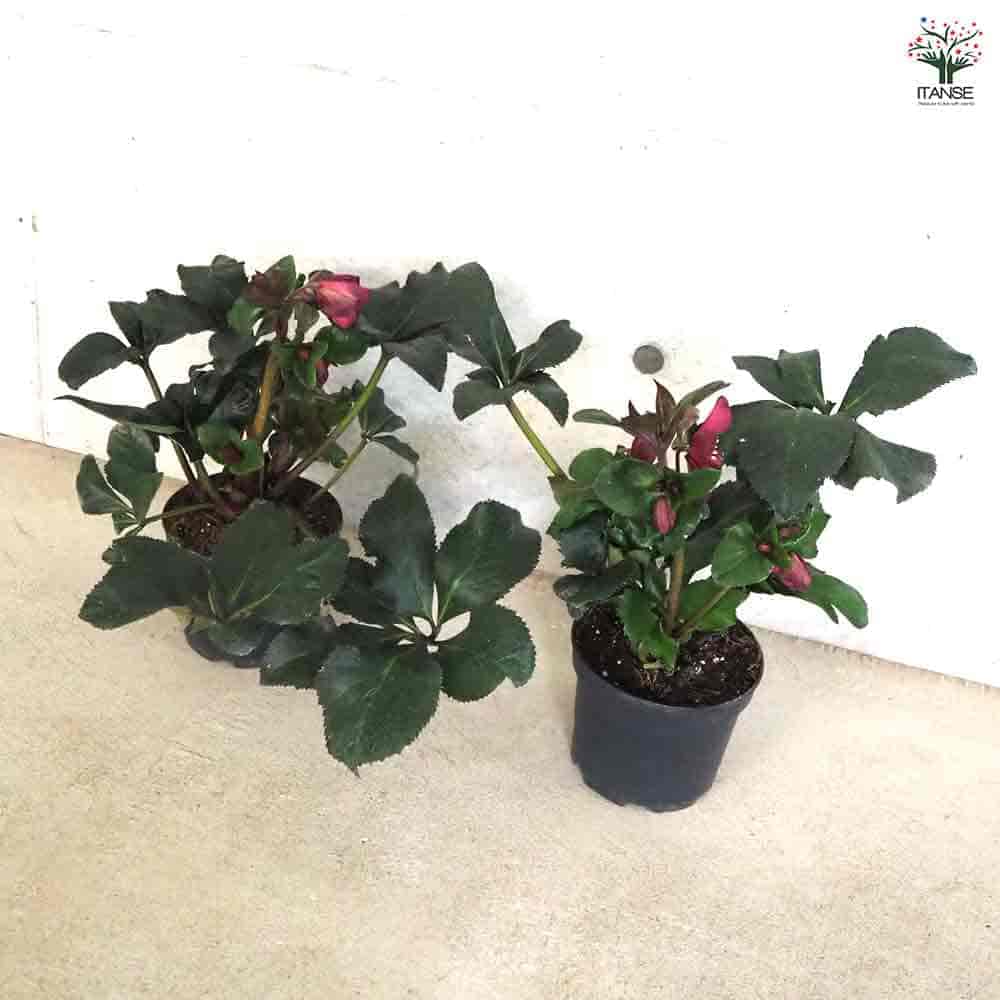 クリスマスローズ 氷の薔薇 レッド 【花苗 6号鉢／1個売り】