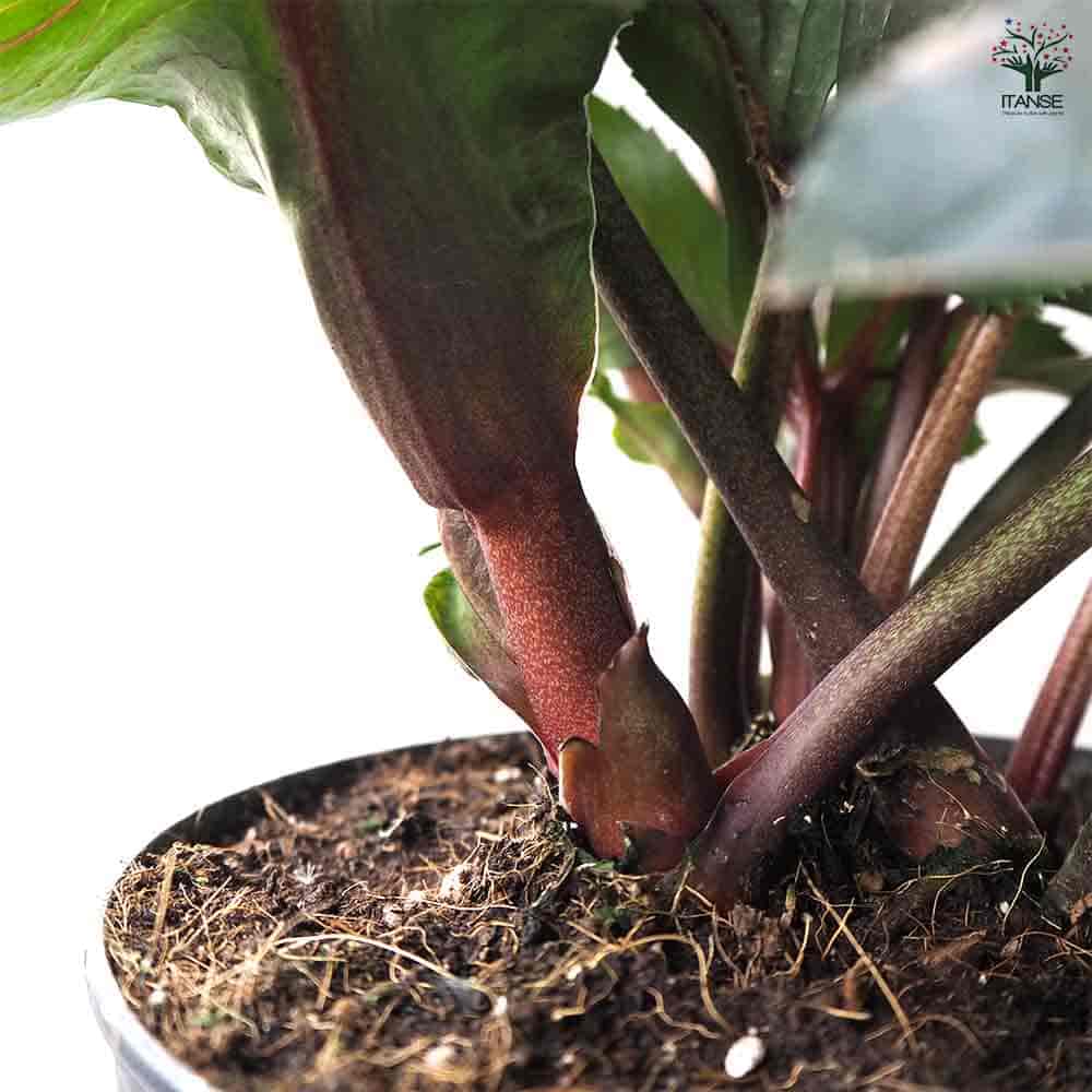 クリスマスローズ 氷の薔薇 レッド 【花苗 6号鉢／1個売り】