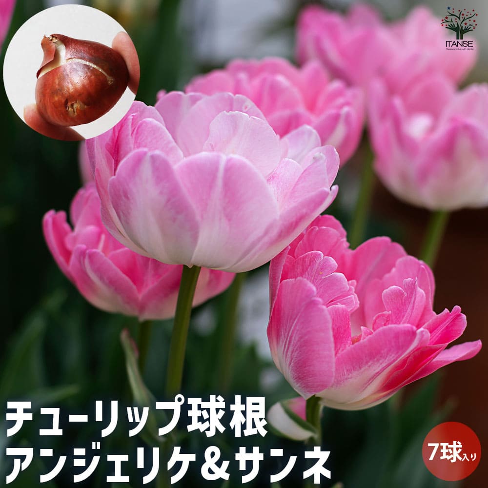 球根 チューリップ アンジェリケ&サンネ 【花球根 7球／1個売り】