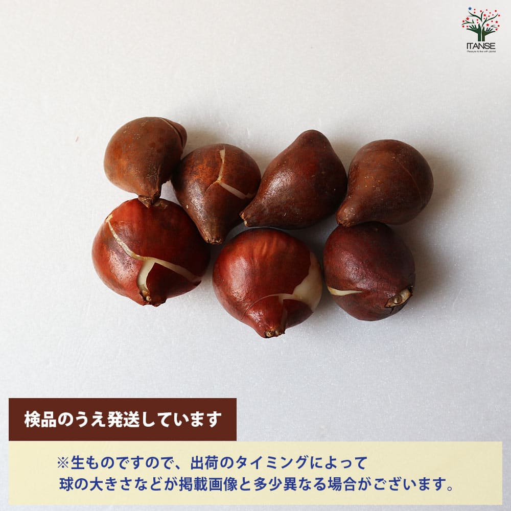 球根 チューリップ アンジェリケ&サンネ 【花球根 7球／1個売り】