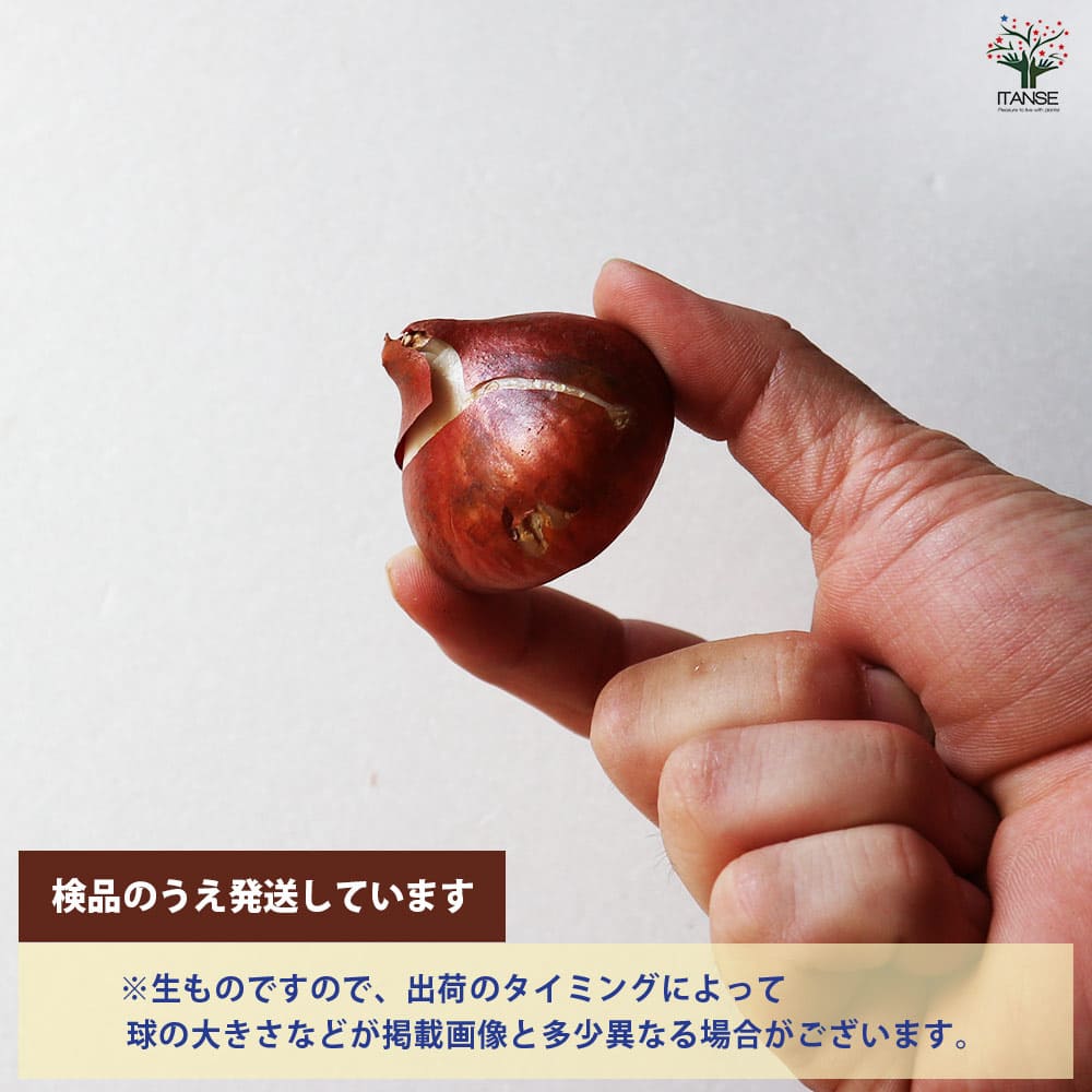 球根 チューリップ アンジェリケ&サンネ 【花球根 7球／1個売り】