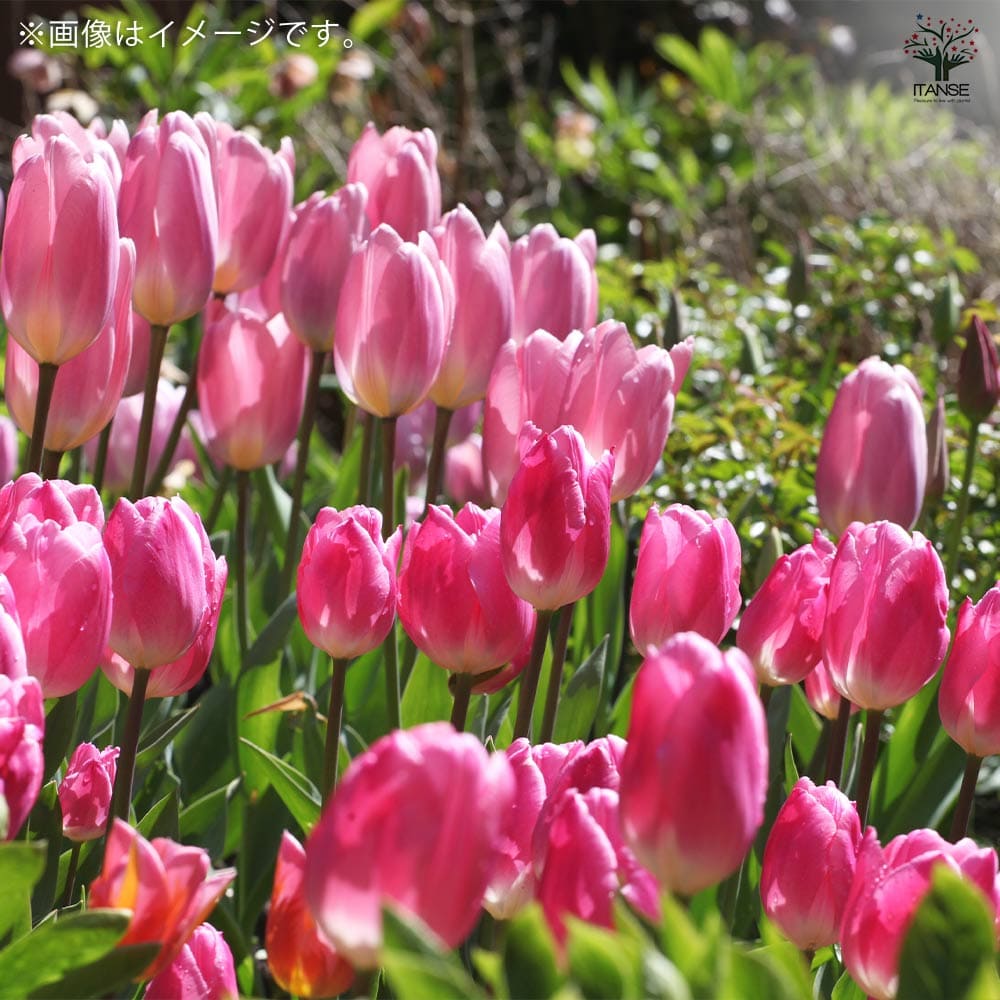 球根 チューリップ アンジェリケ&サンネ 【花球根 7球／1個売り】