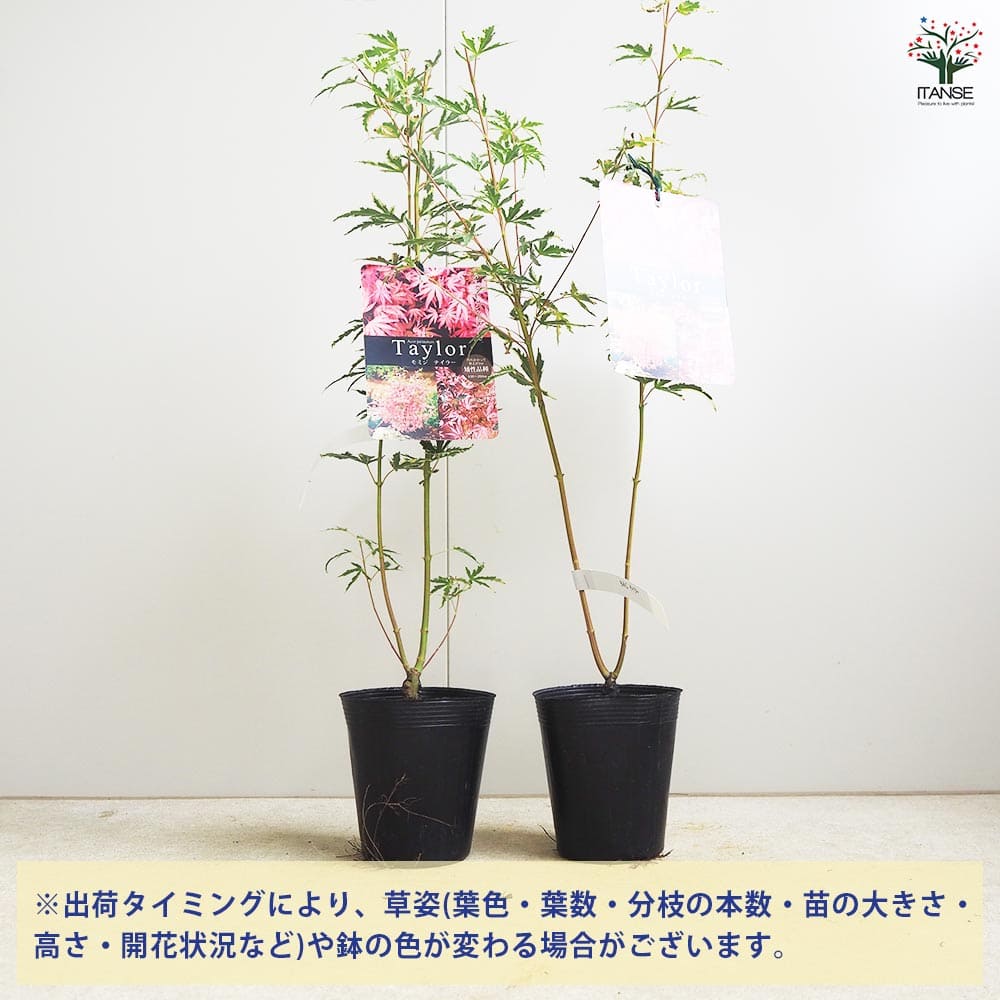 モミジ テイラー 【花木苗 3.5号／1個売り】｜ 【植物のITANSE
