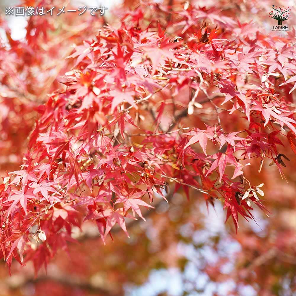 ①希少斑入りもみじ テイラー6号鉢全長100cm4年もの ①希少斑入りもみじ テイラー6号鉢全長100cm4年もの
