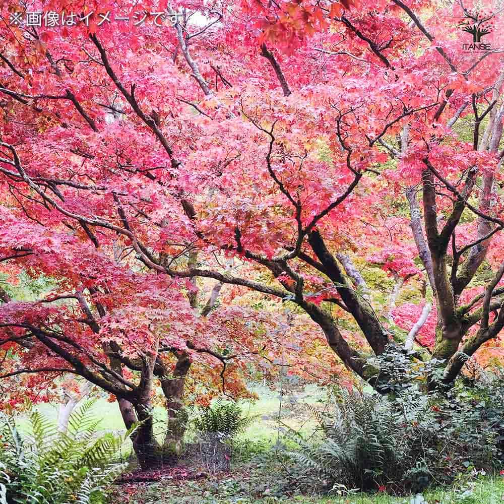 ①希少斑入りもみじ テイラー4号鉢全長90cm &紅獅子5号鉢矮性種 ①希少斑入りもみじ テイラー4号鉢全長90cm &紅獅子5号鉢
