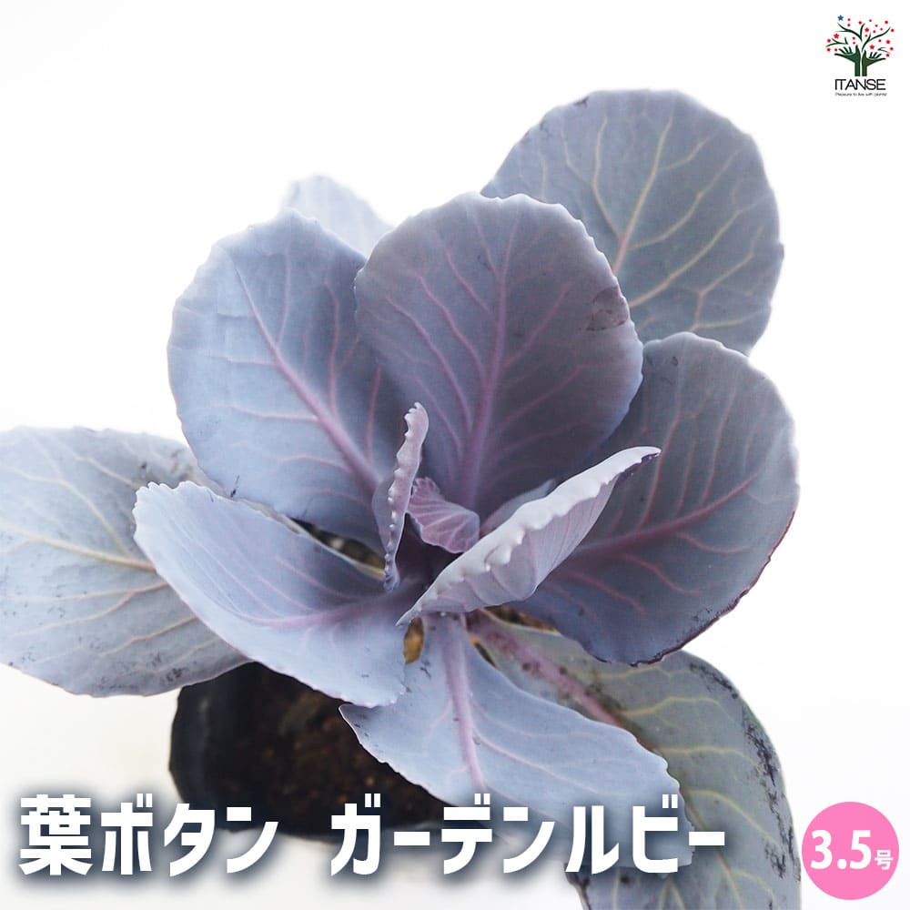 葉ボタン ガーデンルビー 【花苗 3.5号】