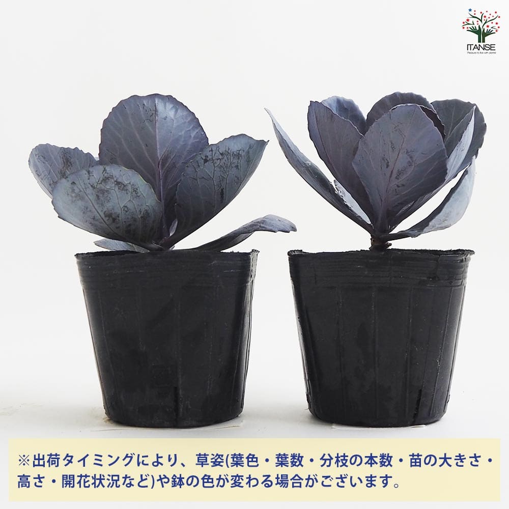 葉ボタン ガーデンルビー 【花苗 3.5号】