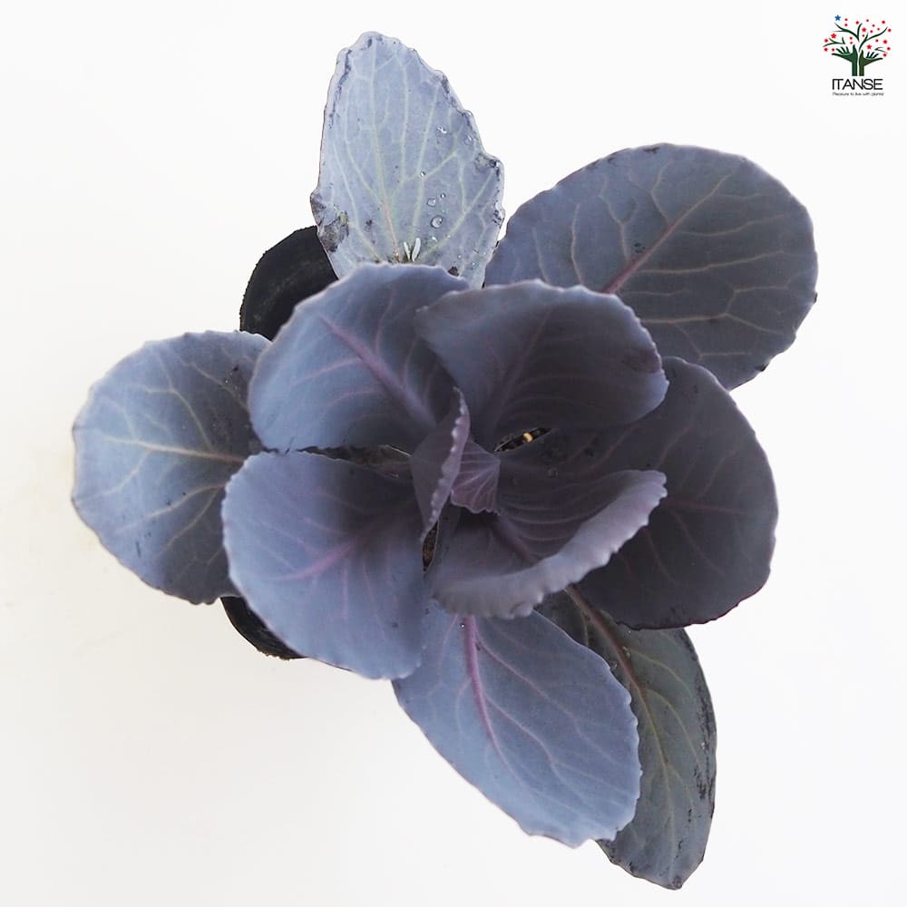 葉ボタン ガーデンルビー 【花苗 3.5号】