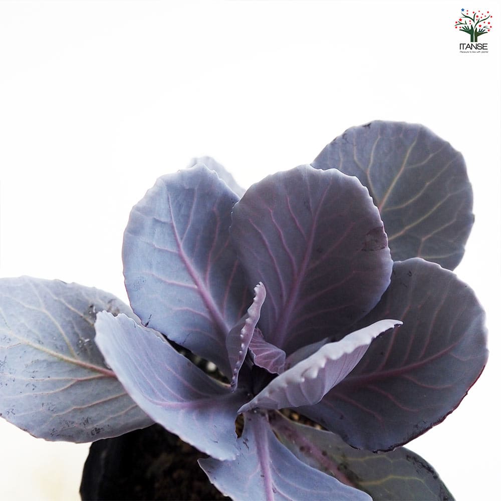 葉ボタン ガーデンルビー 【花苗 3.5号】