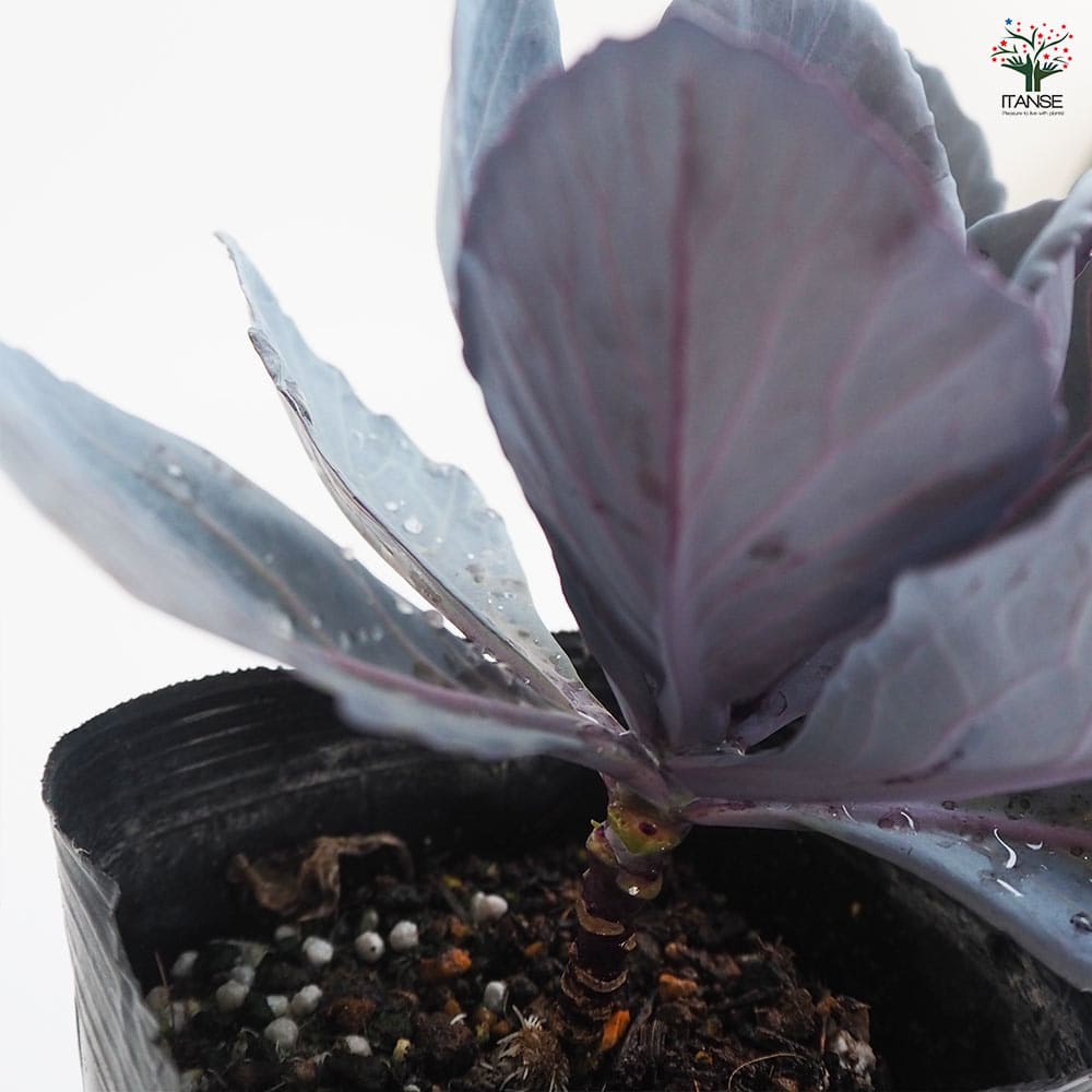 葉ボタン ガーデンルビー 【花苗 3.5号】