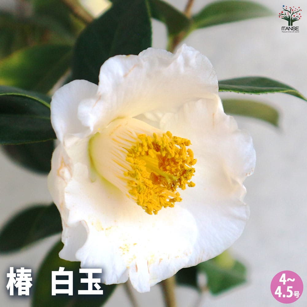 椿(ツバキ)の苗木 白玉 【花木苗 4～4.5号／1個売り】｜ 【植物の