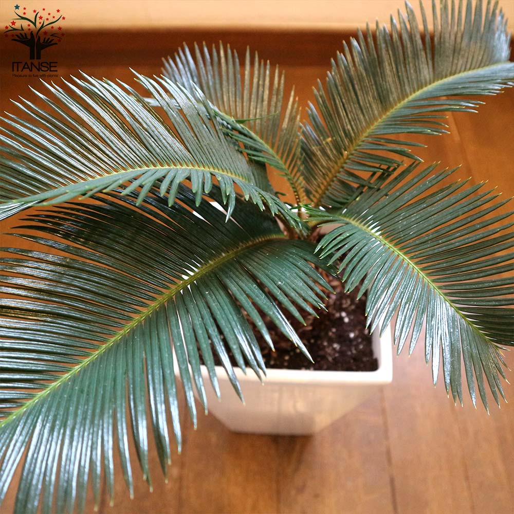 ソテツ リビングやオフィス向きサイズ【観葉植物 スクエア6号鉢／1個