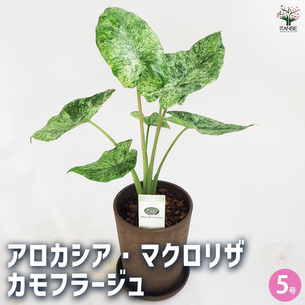 アロカシア M カモフラージュ 受皿付き 【観葉植物 5号鉢／1個売り