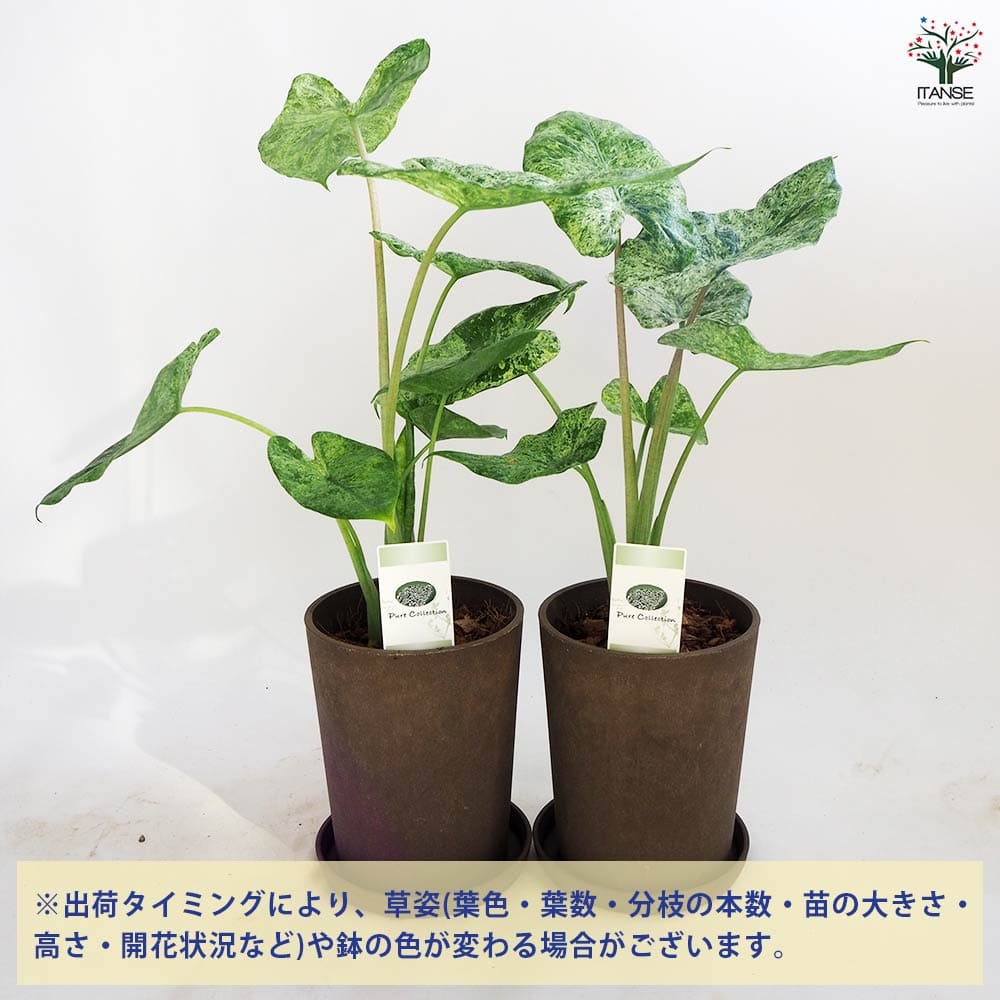 大幅値下げ(^-^; アロカシア マクロリザ クワズイモ 珍柄 おまけ付き