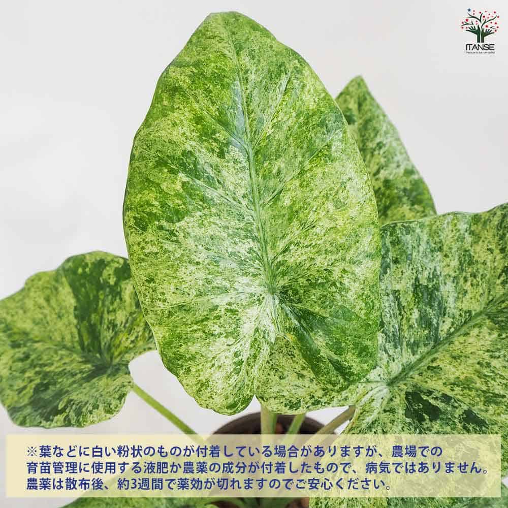 アロカシア M カモフラージュ 受皿付き 【観葉植物 5号鉢／1個売り