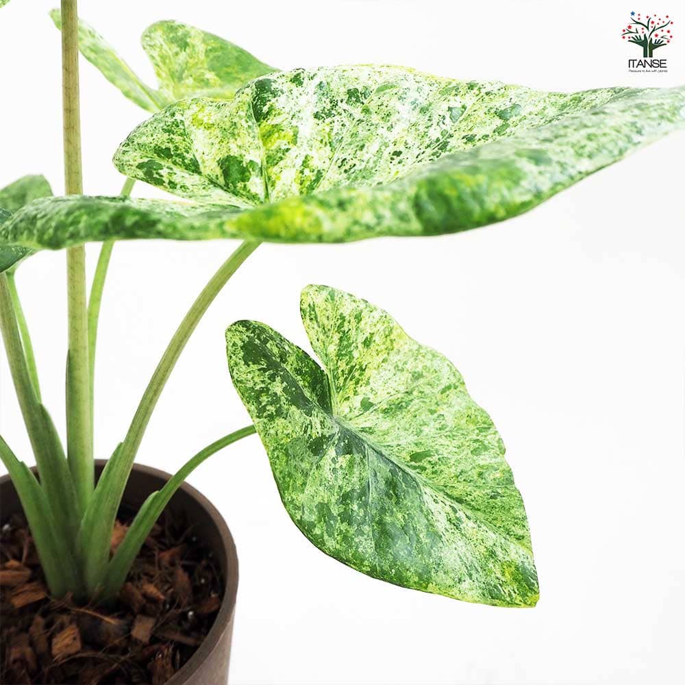 アロカシア M カモフラージュ 受皿付き 【観葉植物 5号鉢／1個売り