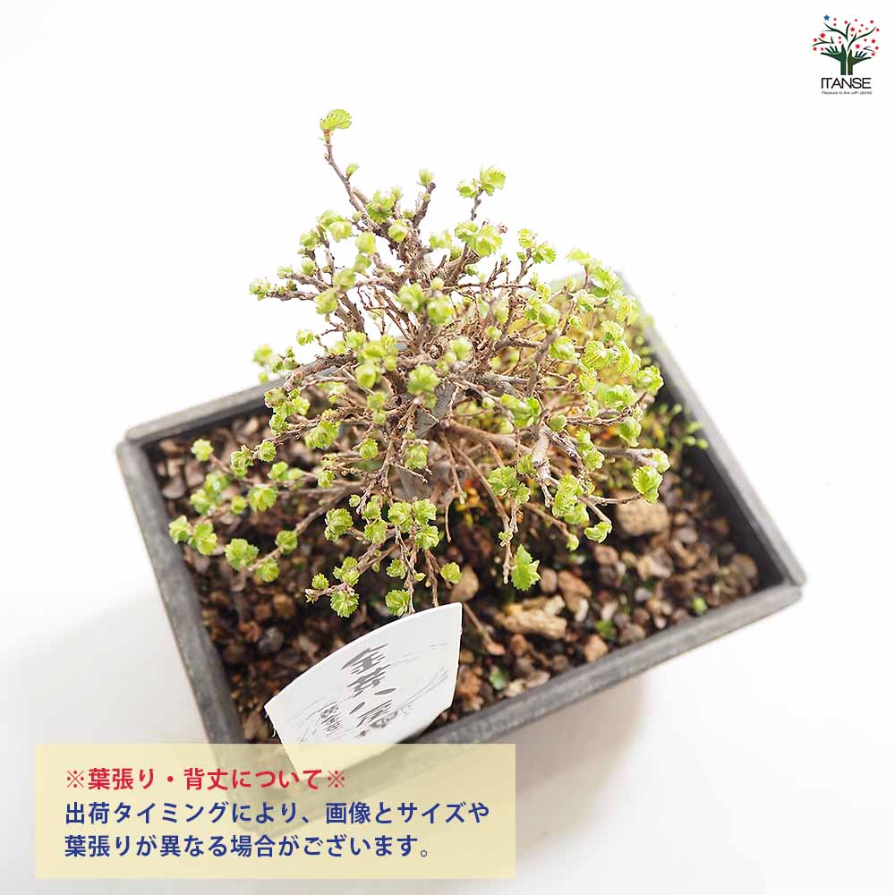 ケヤキ 金芽八房 【盆栽 5号/1個売り】