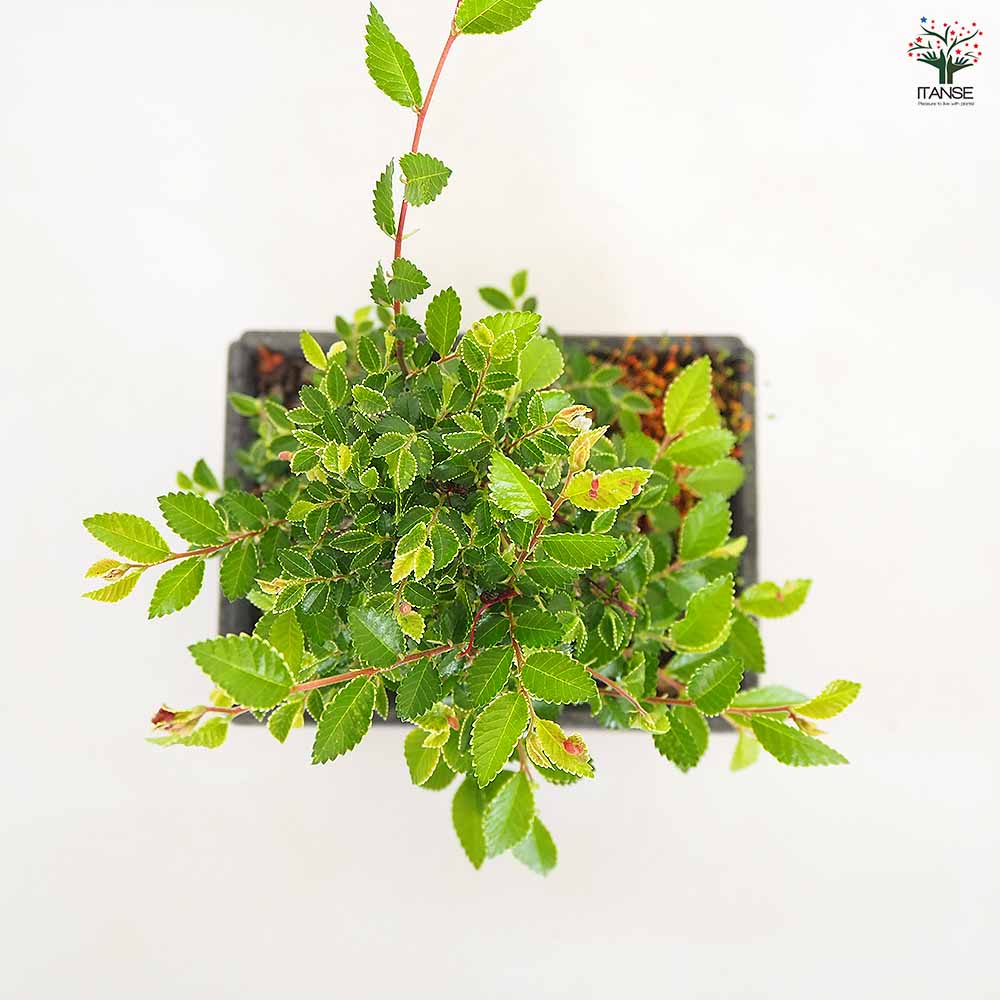 ケヤキ 金芽八房 【盆栽 5号/1個売り】