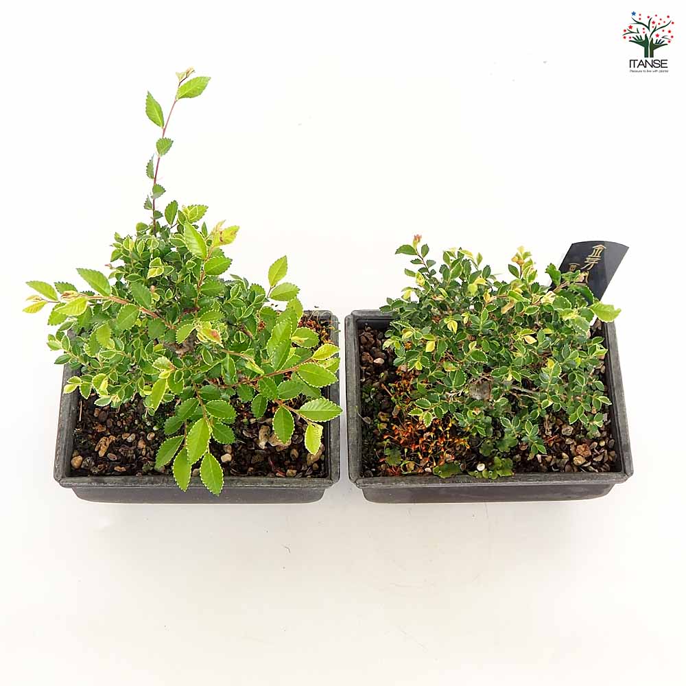 ケヤキ 金芽八房 【盆栽 5号/1個売り】