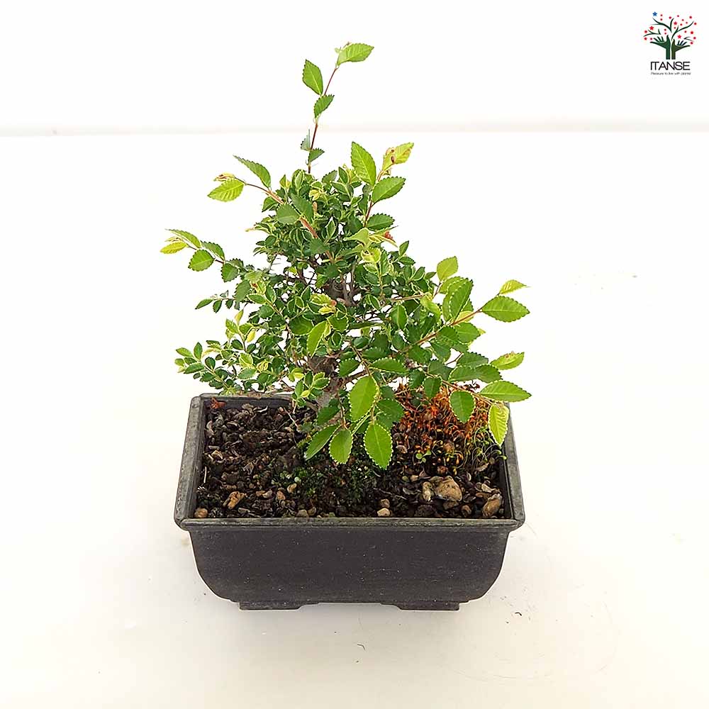 ケヤキ 金芽八房 【盆栽 5号/1個売り】