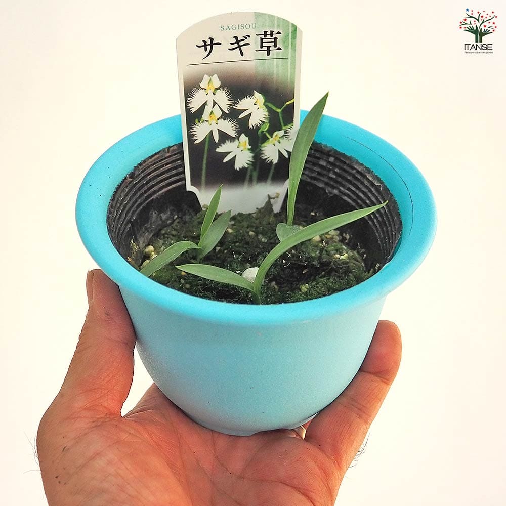 サギ草 【花苗 4号】｜ 【植物のITANSE】全品送料無料・即