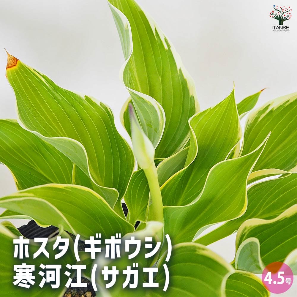 ホスタ(ギボウシ) 寒河江(サガエ) 【花木苗 4.5号／1個売り】｜ 【植物