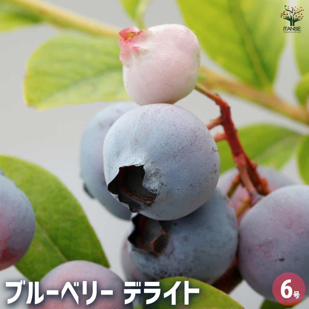 ブルーベリー デライト 【果樹の苗木 6号／1個売り】｜ 【植物の