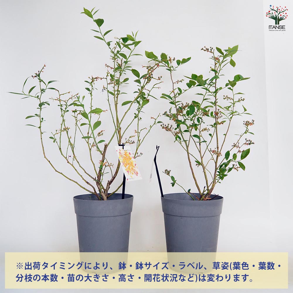 ブルーベリー デライト 【果樹の苗木 6号／1個売り】｜ 【植物の
